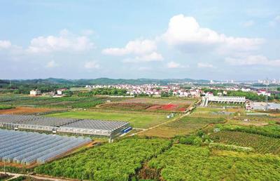 江西东乡:美丽田园